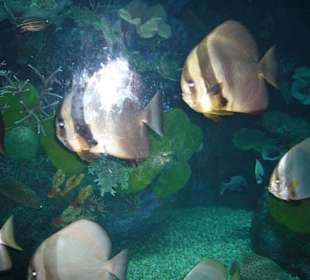 Fische im Aquarium