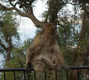 Gibraltar - enklawa brytyjska