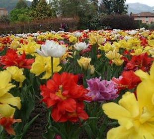 Tulipani in fioritura