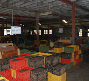 Tee wohin man schaut