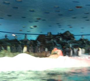 Antarktisches Teneriffa