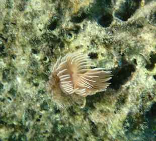 Unterwasserwelt Musandam