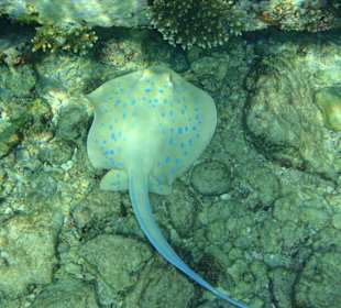 Unterwasser (Hausriff Hotel Arabella Azur Beach Resort)