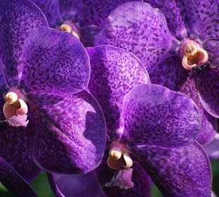 Farma orchidei