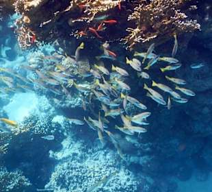 Meeresbewohner vom Riff Hotel Iberotel Coraya Beach