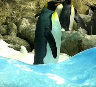 Kaiserpinguin im Loropark