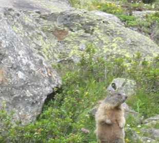 Murmeltiere im Krimmler Achental
