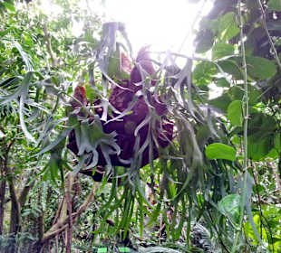 Palmiarnia Poznańska