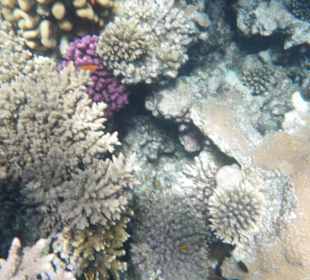 Hotel BEACH Albatros Resort & Spa 