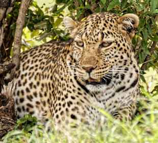Junger Leopard in der Massai Mara