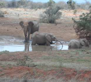 Tsavo Ost und West Safari