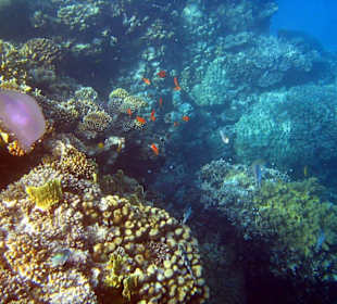 Korallen Riff