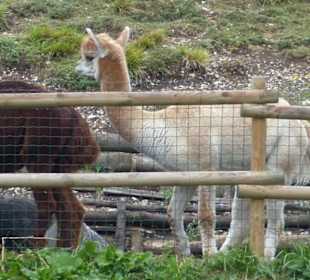 Alpakabetrieb direkt am Kreuzweg