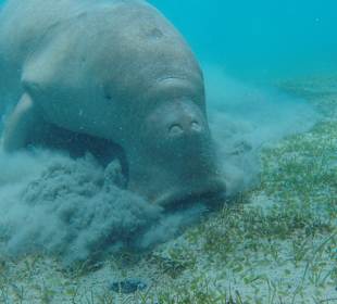 Egypt Explorer Diving Center Marsa Alam