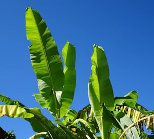 Abteilung für Nutzpflanzen