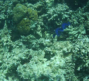 Schnorcheln Hurghada