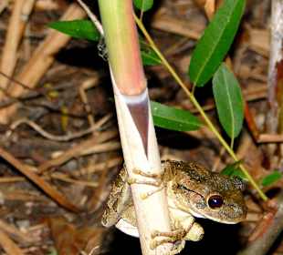 So klein und doch so laut