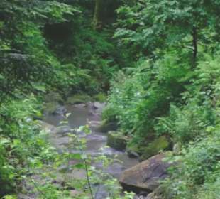 Flößerpfad Loßburg