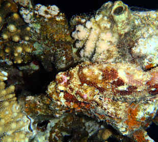 Baertiger Drachenkopf bei Nacht