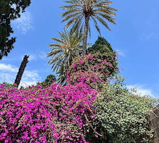 Pflanzen an der Stadtmauer 