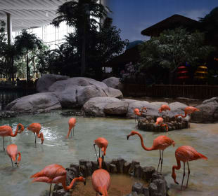 Flamingo-Pool