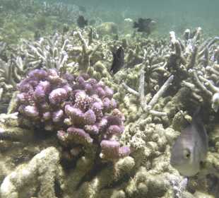 Schnorcheln Pointe aux Piments