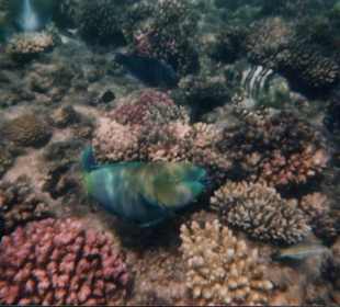 Mondo marino di fronte all'hotel