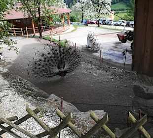 Alpen Wildpark Feld am See