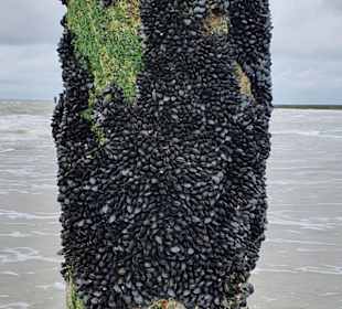 Weststrand Norderney