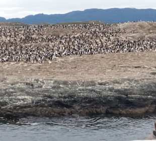 Bootsfahrt Beaglekanal