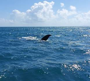 Winkt mit der Flosse