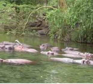Hippos in den Mzima Springs