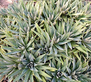 Rundgang durch den Botanischen Garten der Domaine