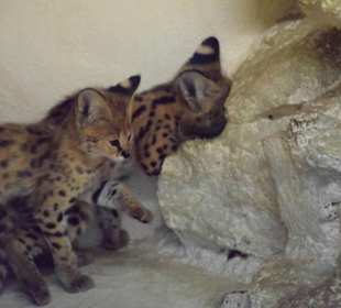 Serval Jungtiere