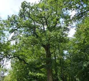 Die „Ernst-Sachs-Eiche“