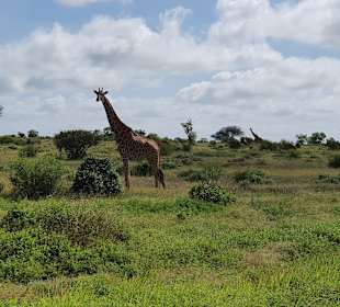 Tsavo Ost und West Safari