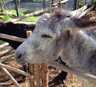 Besuch eines kleines Tierparkes