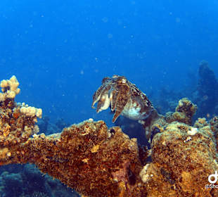 Schnorcheln Marsa Alam