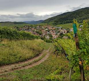 Wandern Riquewihr