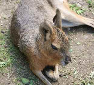 Kameltheater & Weißer Hof