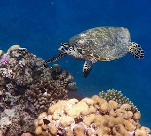 Echte Karettschildkröte