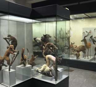 Zoologisches Museum 