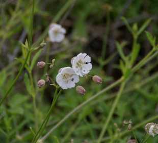 Blume