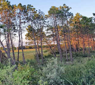 Im hinteren Bereich noch viel mehr