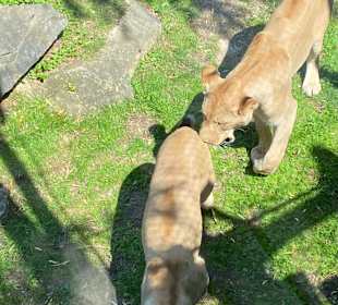 Tierwelt Herberstein