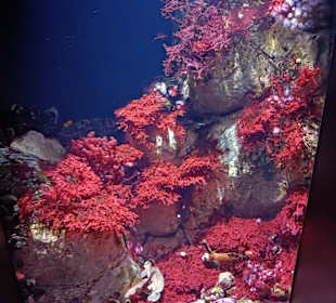 Oceanário de Lisboa