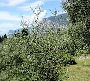 Impressionen aus dem Parco degli Olivi