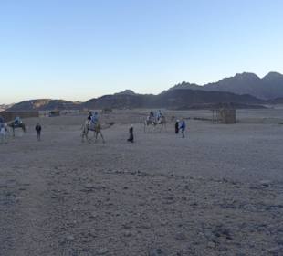 Kamelreiten, wenns unbedingt sein muß