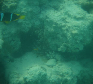 Anemonenfisch
