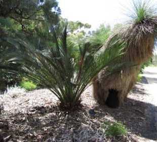 Im botanischen Garten von Perth
